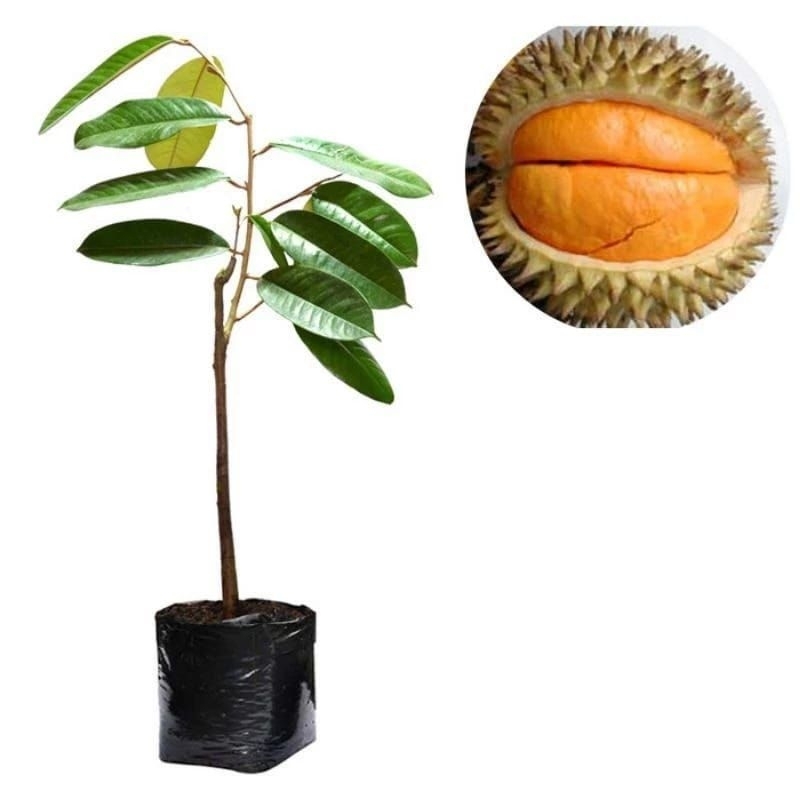BIBIT TANAMAN DURIAN LAI(BUAH KHAS KALIMANTAN)