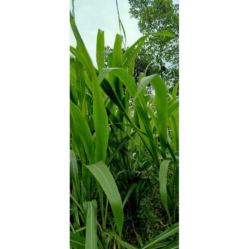LyLt Bibit rumput Guatemala 1 kg pakan ternak bibit Guatemala super
