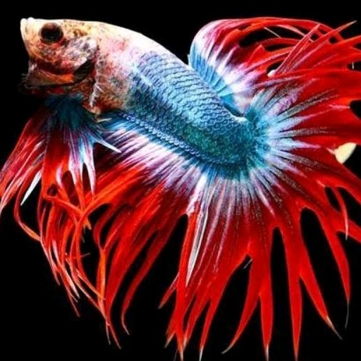 cupang ct maskot isi 16 bergaransi bonus pakan