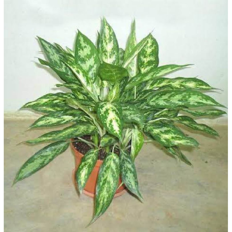 Tanaman Hias Blanceng Bulu Ayam