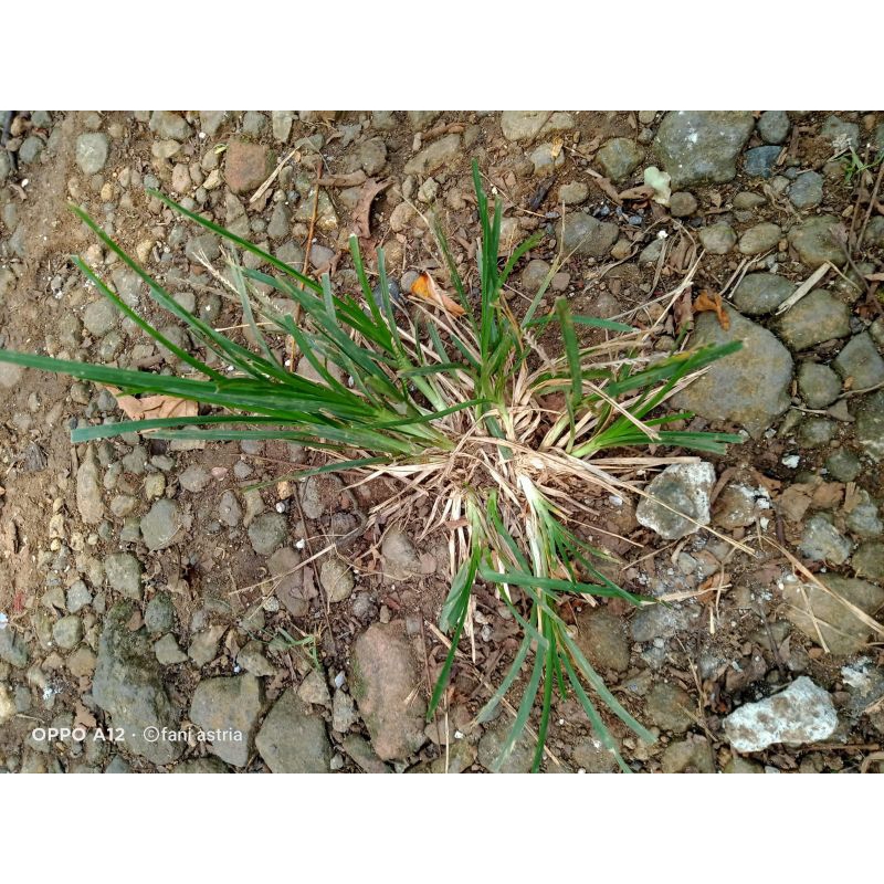 

rumput belulang atau jampang segar 500 gram