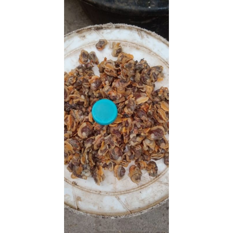 

KERANG KUPAS bulu kecil