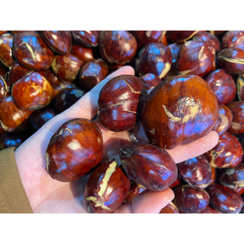 

JENGKOL TUA SUPER 500gr