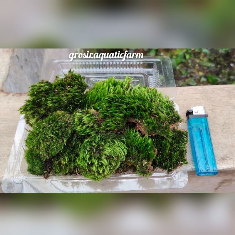 starmoss mini-mos paludarium terarium