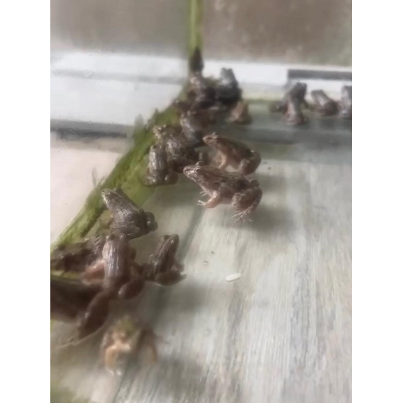 Kodok atau katak Sawah pakan predator