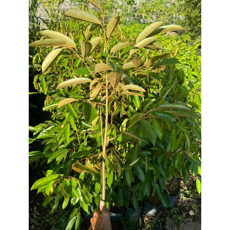 BIBIT DURIAN CUMASI 80 CM