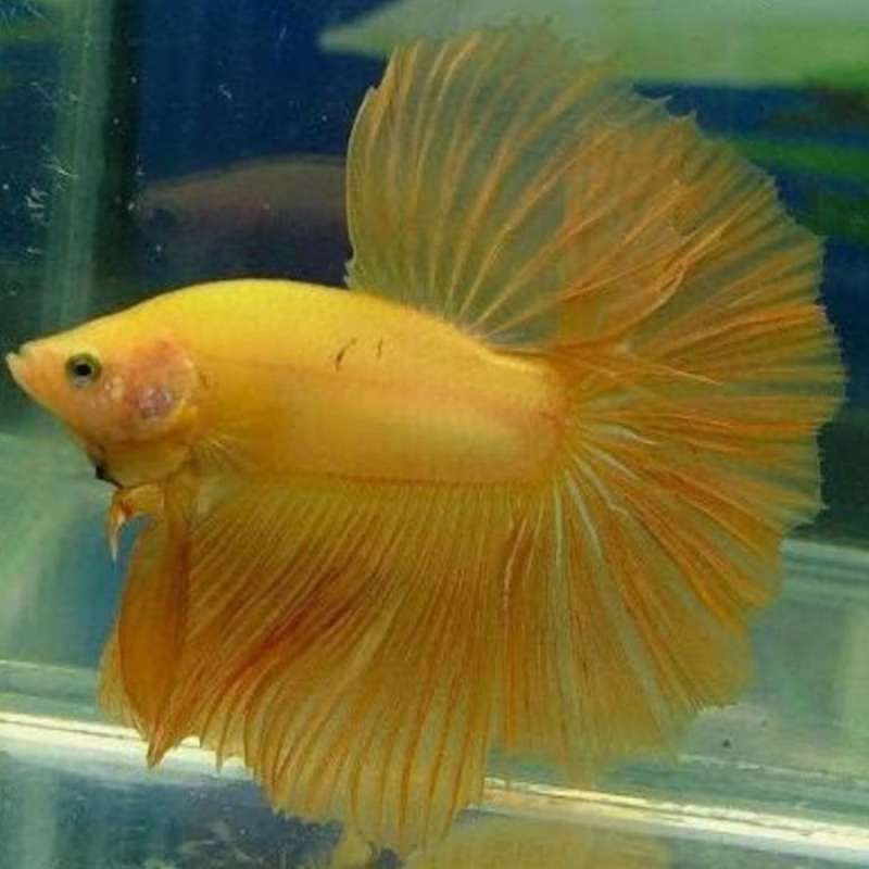 Halfmoon yellow