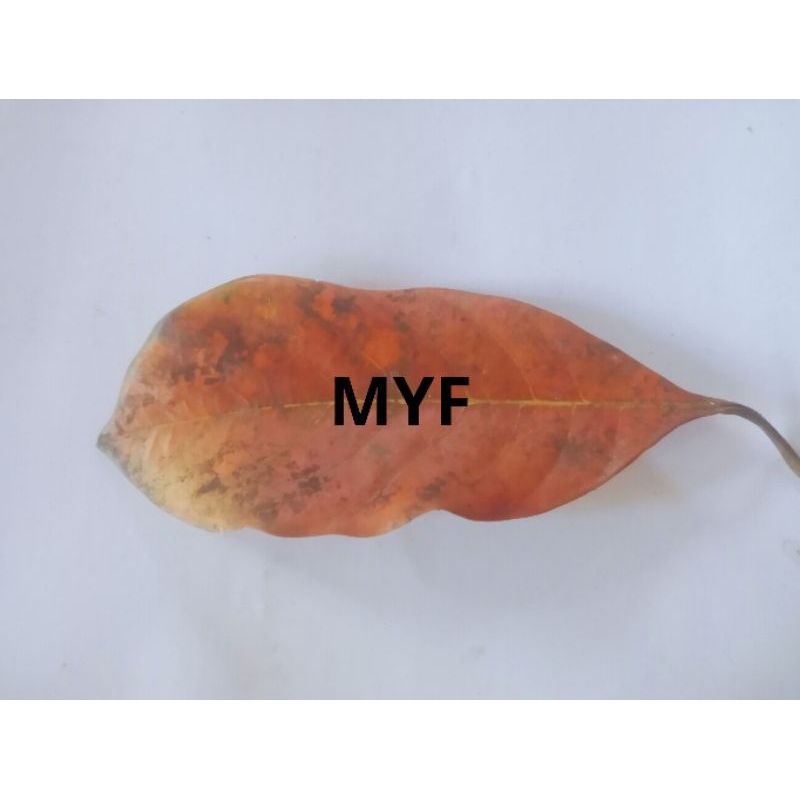 

Daun Nangka Kering 120 lembar