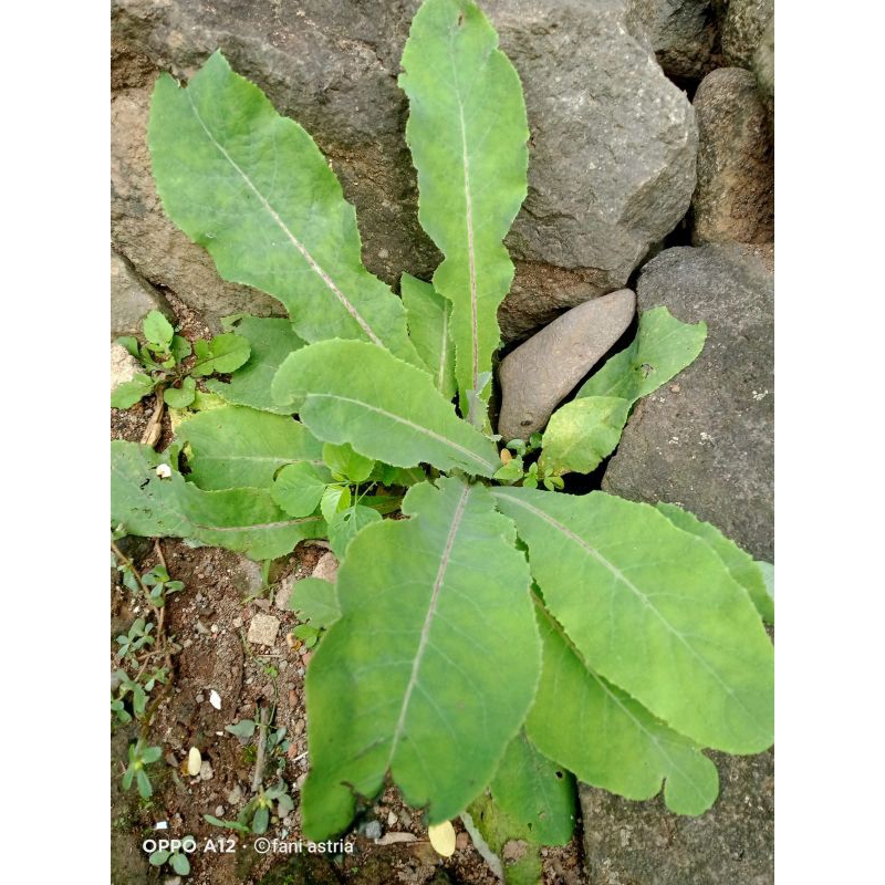 

daun tempuyung segar 1kg di petik dadakan langsung
