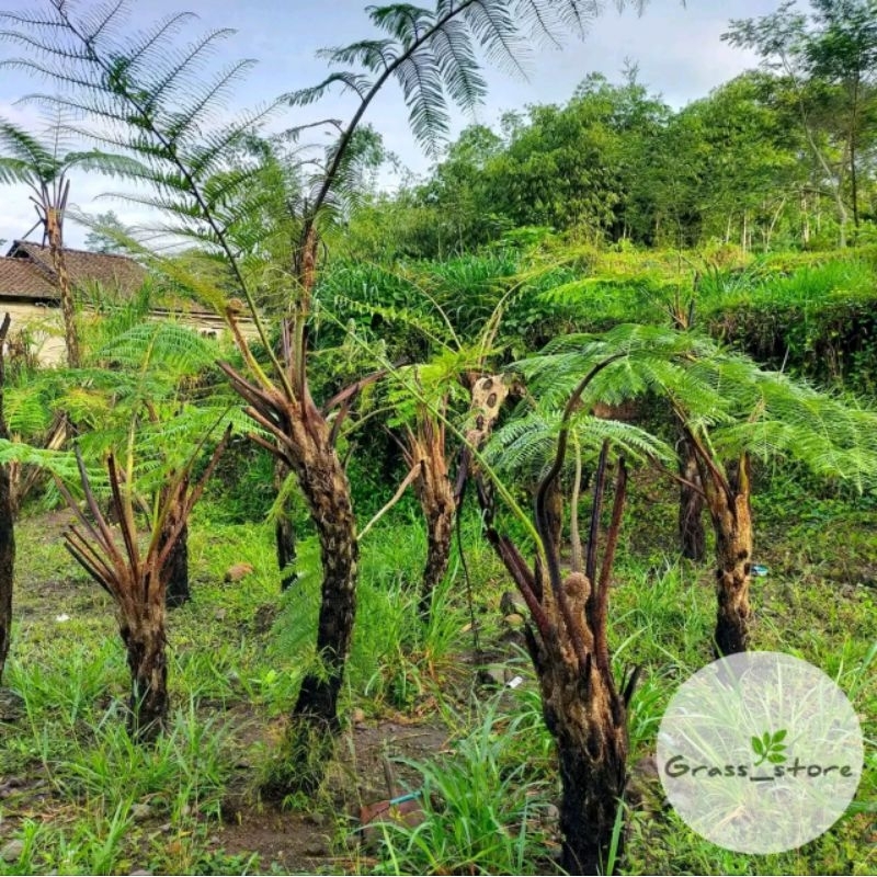 Pakis monyet 2 meter daun paku tihang peneduh taman - Tanaman hias rimbun
