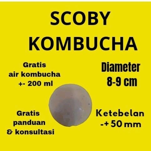 

scoby kombucha scobi kombucha scobi teh kombucha tea scoby kombucha