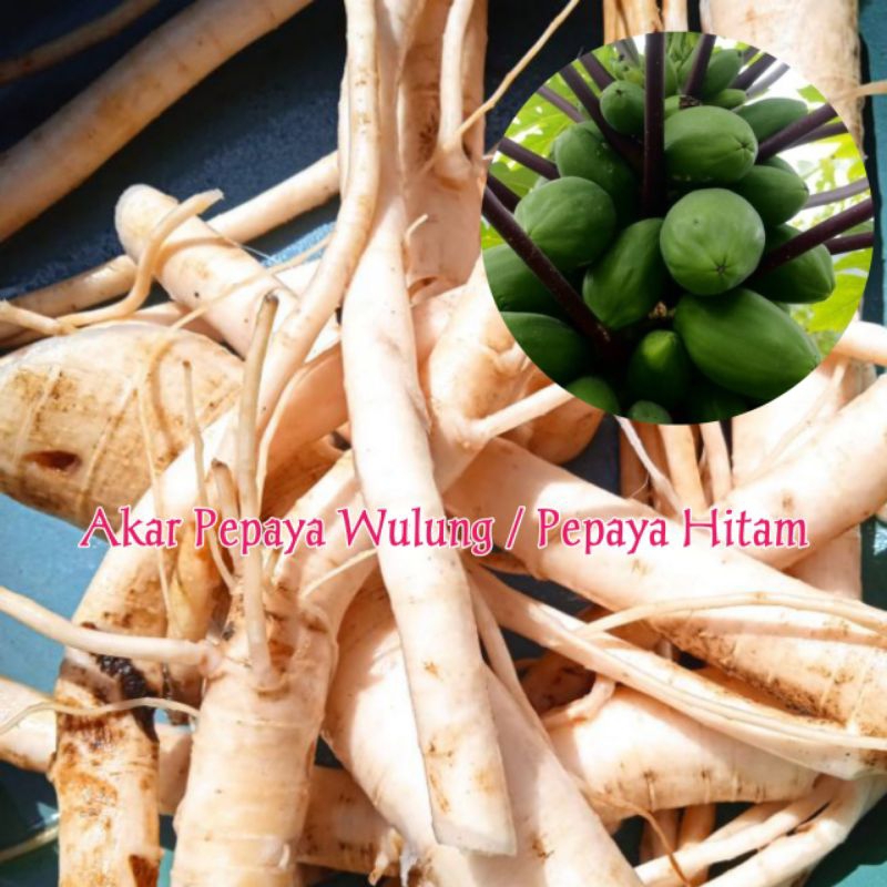 

Akar Pepaya Hitam Segar Isi Per 1 Kg