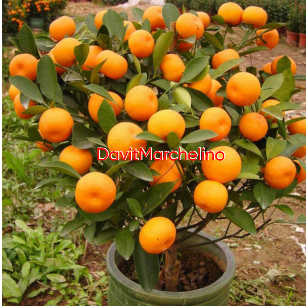 Bibit Jeruk Santang Madu Sudah Berbuah Besar