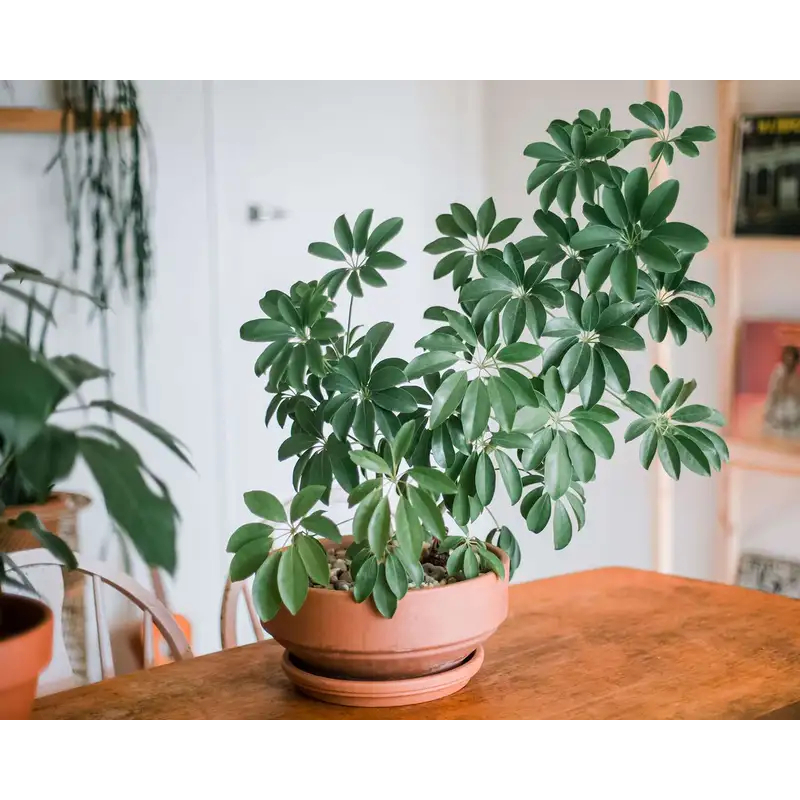 Tanaman Hias Bunga WALI SONGO HIJAU - Bibit Hidup Tanaman Tanaman Schefflera Actinophylla - Pohon Gu