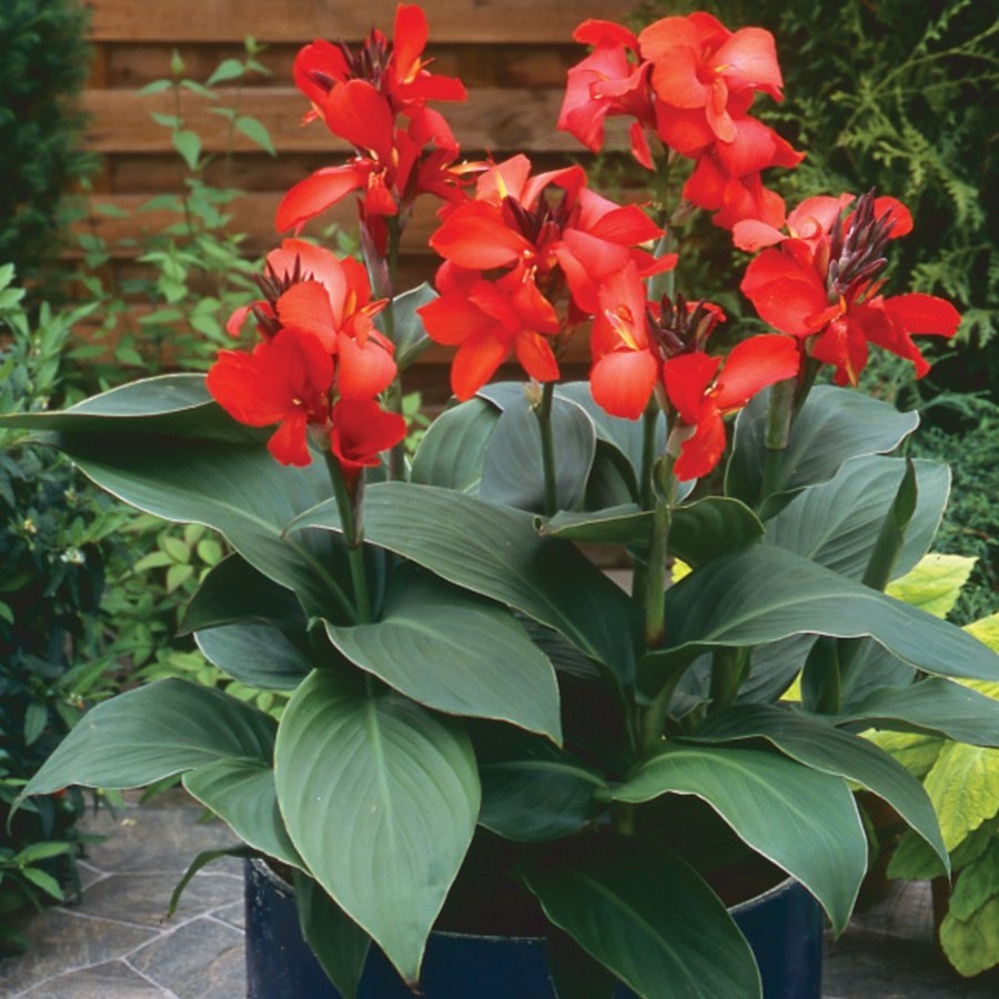 Benih CANNA LILY MERAH Biji Bibit Bunga Tasbih