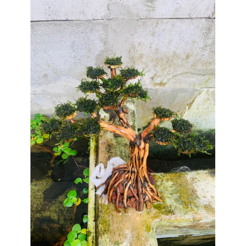pohon bonsai aquascape