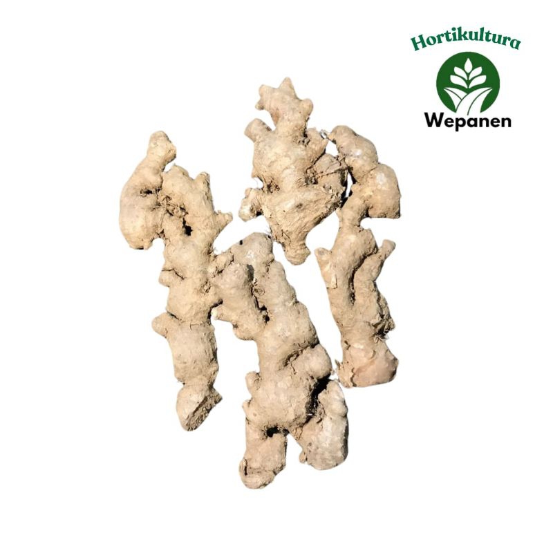 

Jahe Emprit Jawa Fresh 500gr