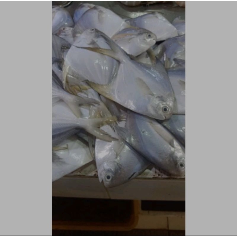 

Ikan Bawal Putih Size 100gr