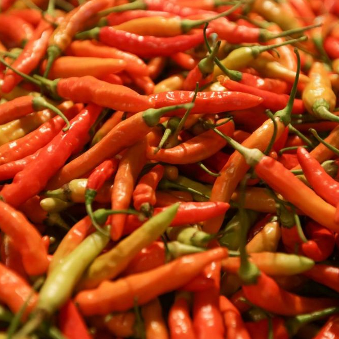 

CABE RAWIT MERAH / CENGEK MERAH