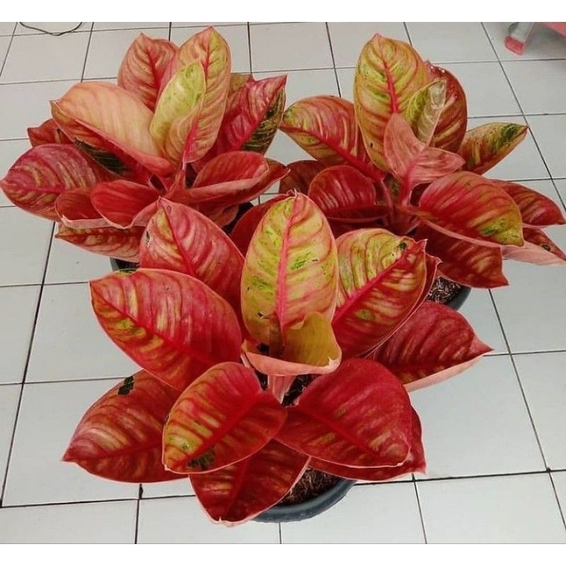 anakan aglonema Goliath merah