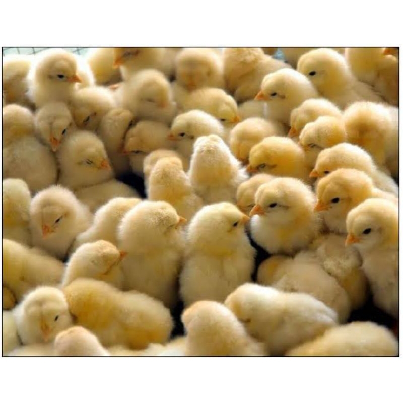 Doc Ayam Broiler Super Kualitas C+ (Sudah Vaksin Awal) Beli 10 Gratis Vitachick 1 Pcs.