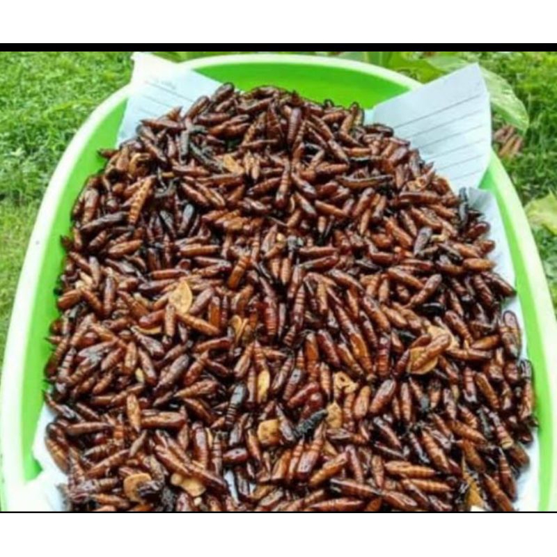 

Entung jati goreng Wonogiri ,sangat lezat sedap di temani nasi dan sambal 40 gram
