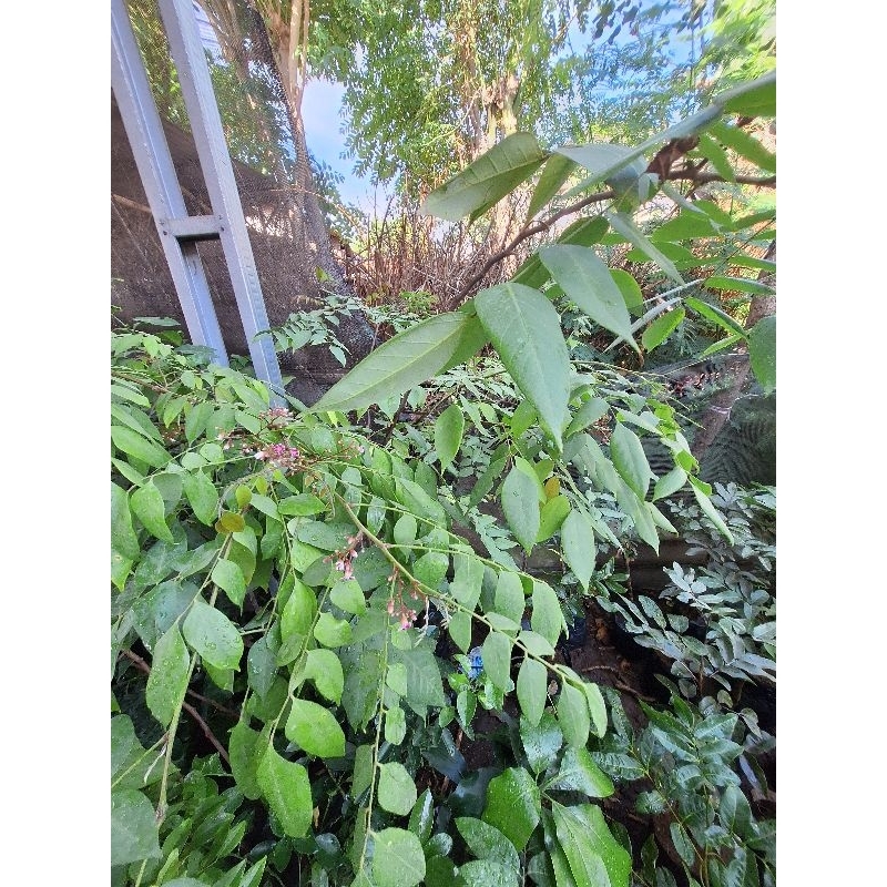 Bibit Belimbing Madu Sudah Berbuah & Berbunga 1,5-2Meter Up Full Media (Wajib CARGO)