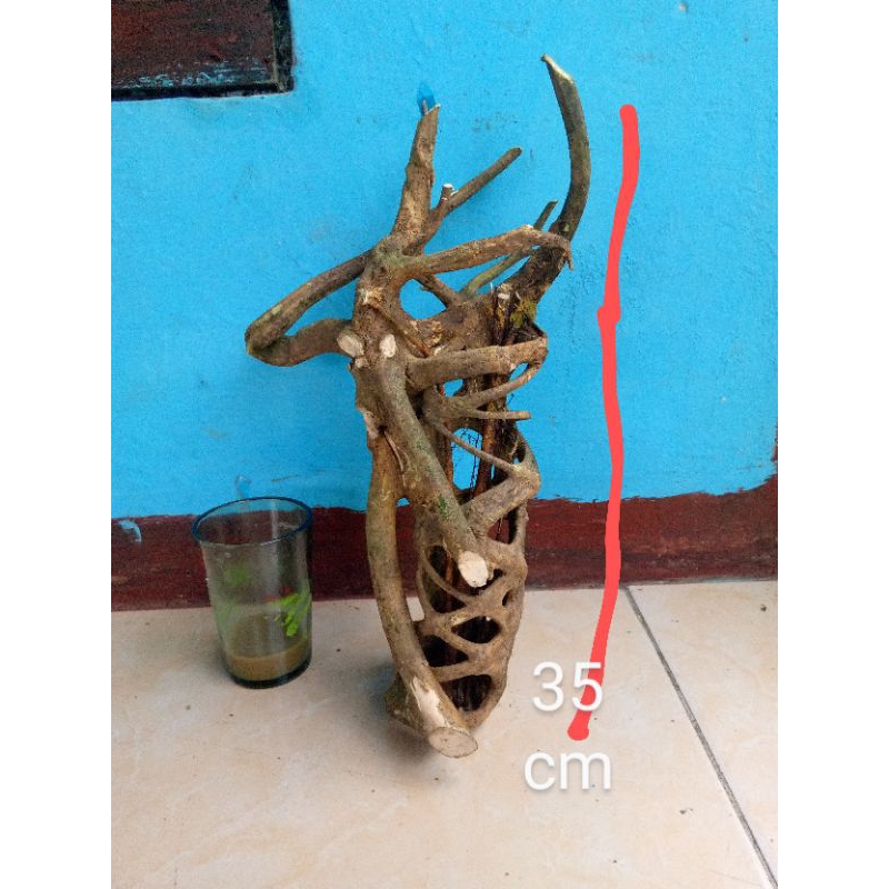 akar mimang kurung asli unik