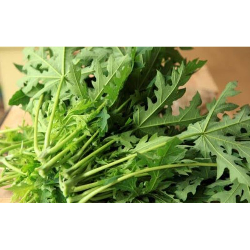 

DAUN PEPAYA LOKAL PER 1 IKAT