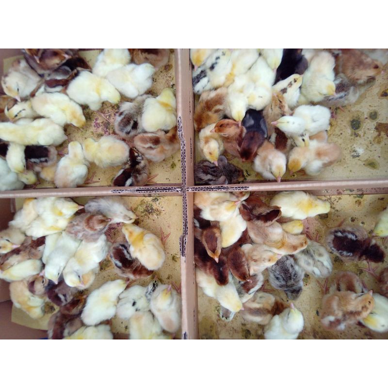 Doc Ayam Kampung Unggul Kaki Kuning [KUB JANAKA] (Sudah Vaksin Awal) Beli 10 Gratis Vitachick 1 Pcs.