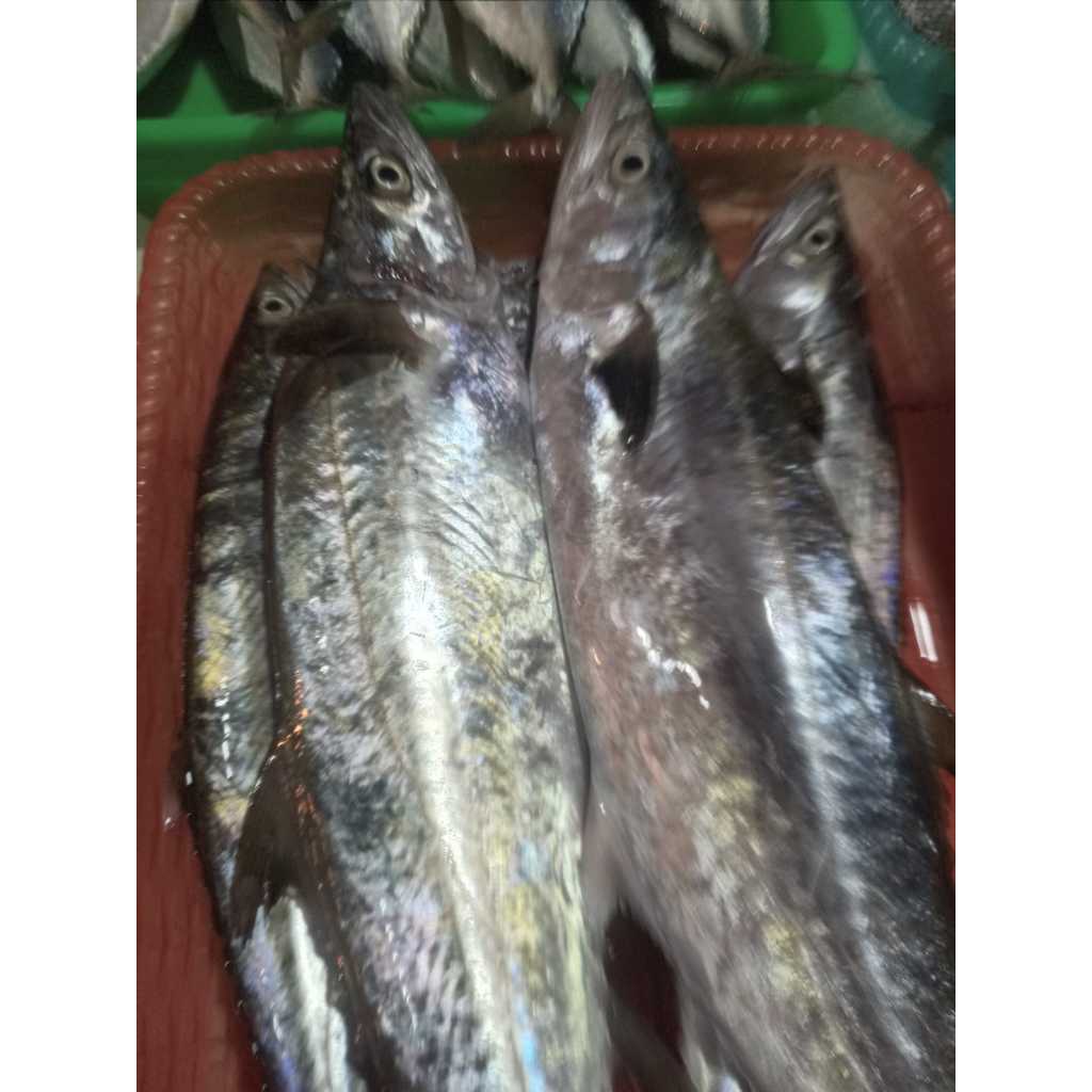 

Ikan Tengiri Kecil Segar