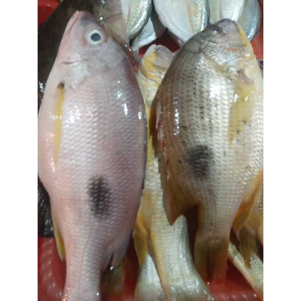 

Ikan Kakap Tanda Segar