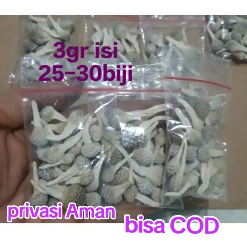 mpot super/mpot Putih Asli bagus