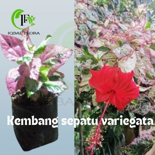 Tanaman Hias kembang sepatu variegata kembang merah