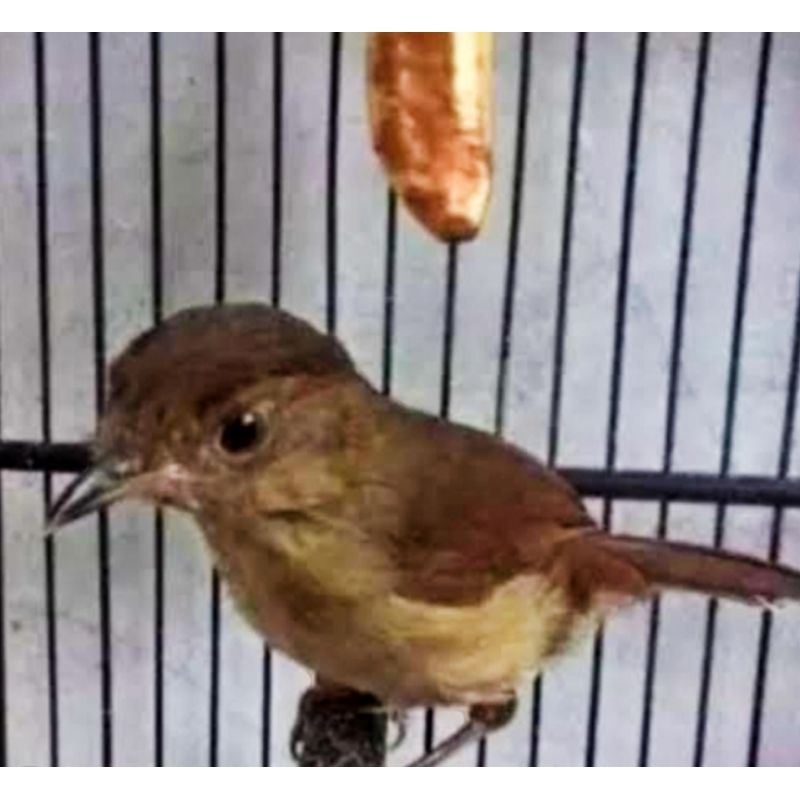 BURUNG FLAMBOYAN