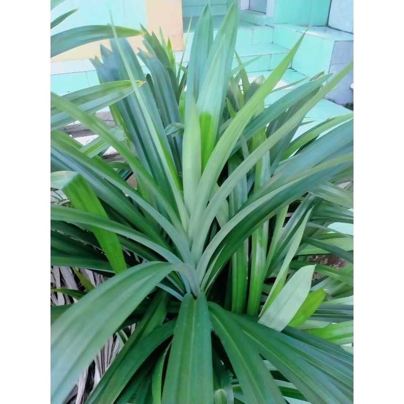 

Daun pandan trmurah 200/cetek