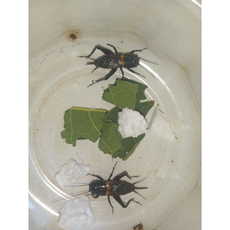 jangkrik Jaliteng aduan super