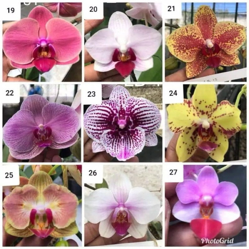 Anggrek Bulan Jumbo Dewasa Murah Pilih Id Via Note