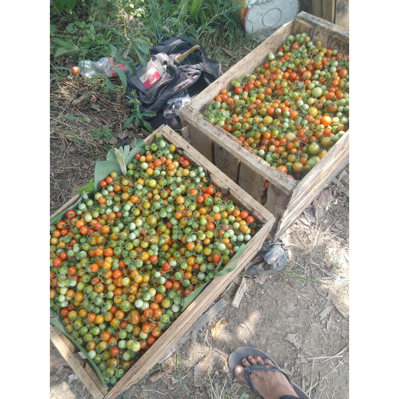 

Rampai Lampung 500gr