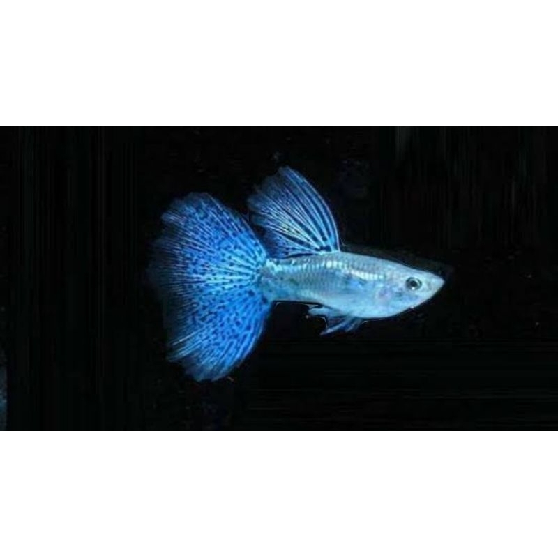 

KARDUS BLUE GRAS GUPY OK