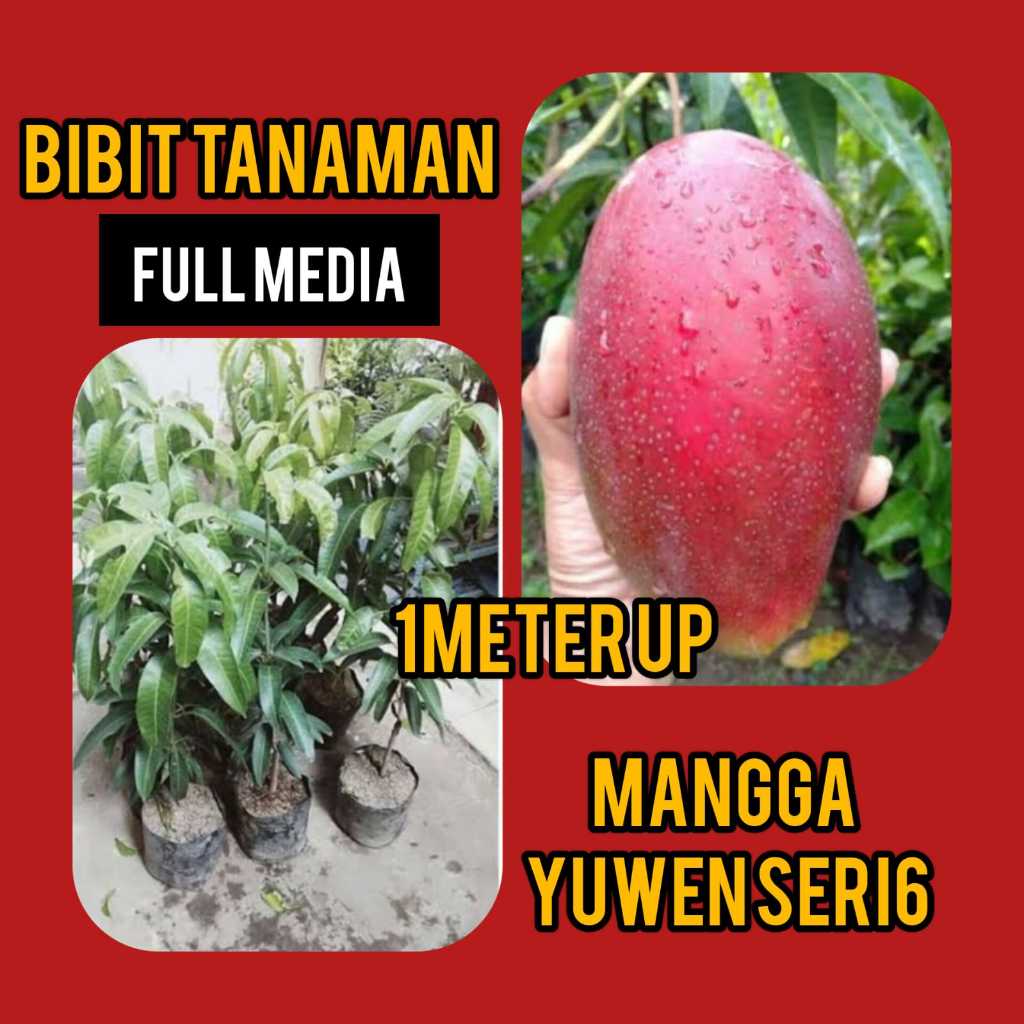 Bibit Mangga Yuwen seri 6  Tinggi 1 Meter Full Media