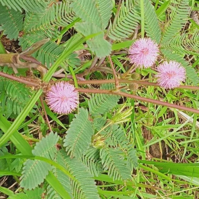 

Daun putri malu segar 500 gram