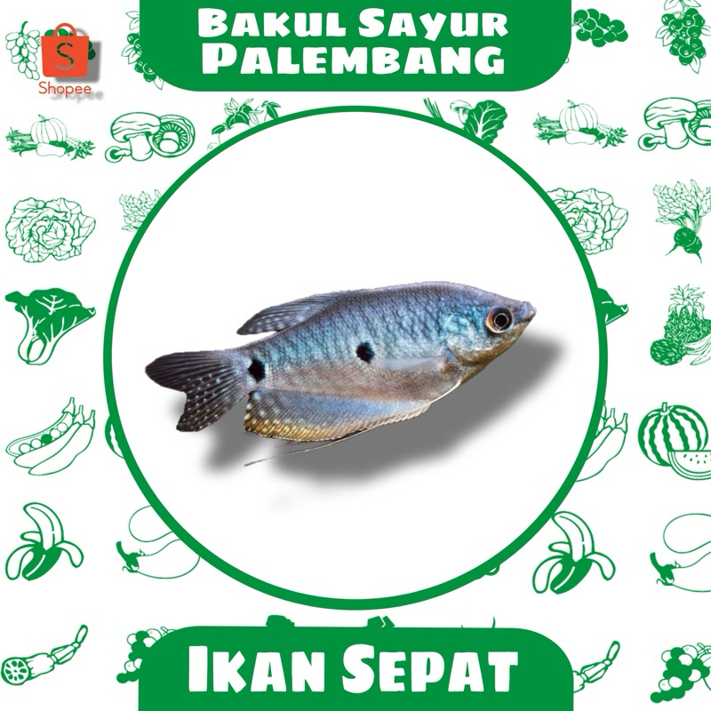 

Ikan Sepat (PALEMBANG)