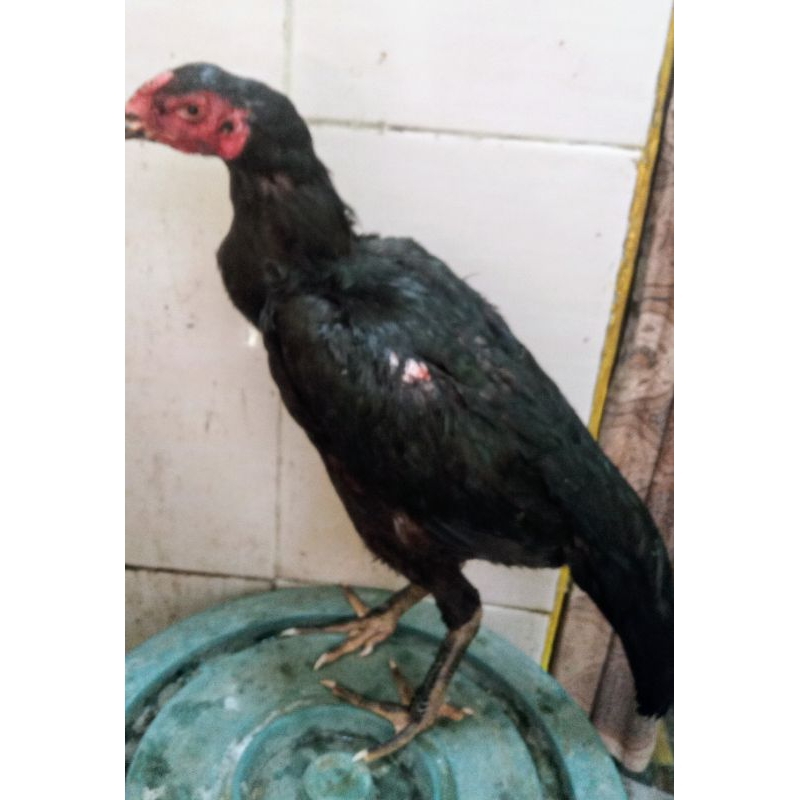 Ayam betina indukan Bangkok super sisik kering