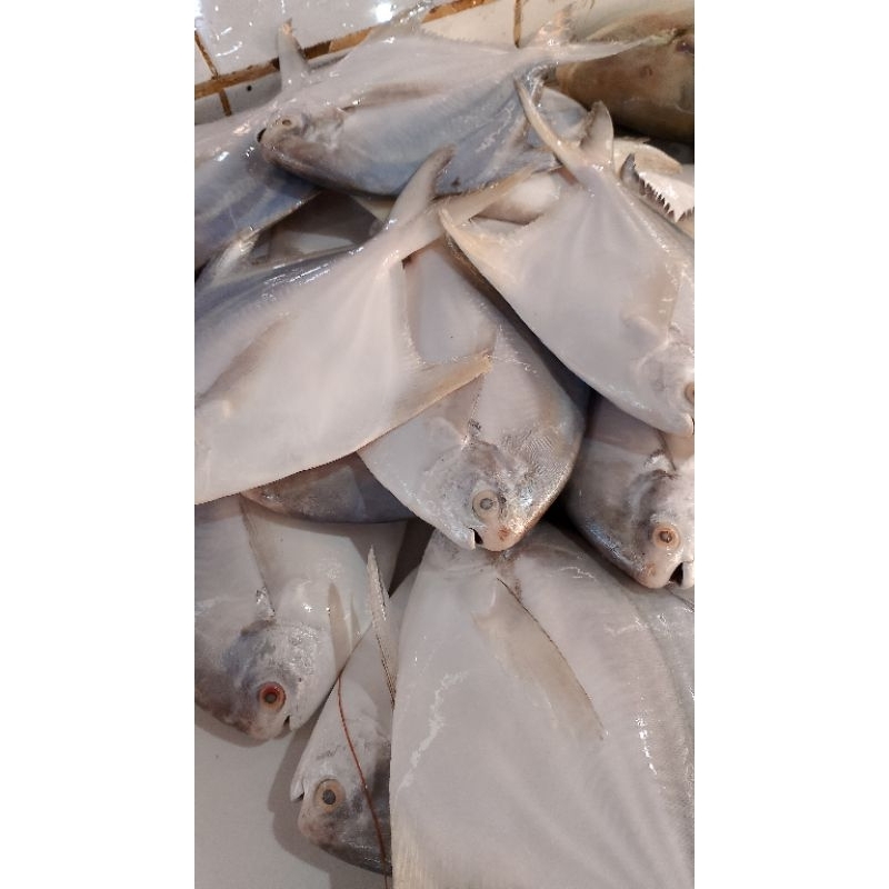 

bawal putih besar 1kg