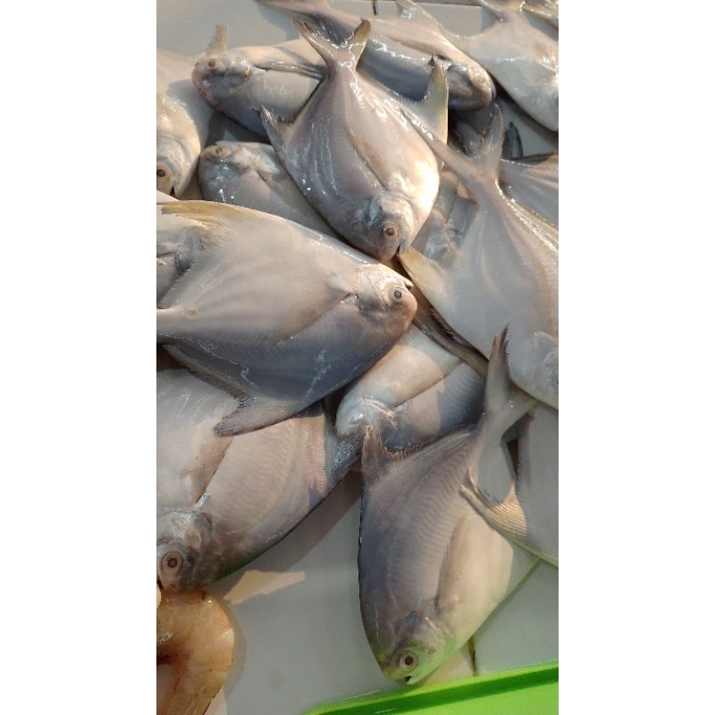 

bawal putih kecil 1kg