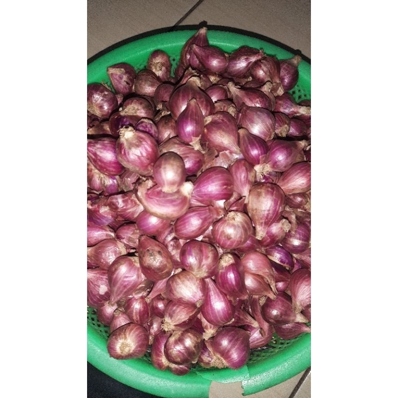 

Bawang Merah Super Asli Brebes Murah Meriah