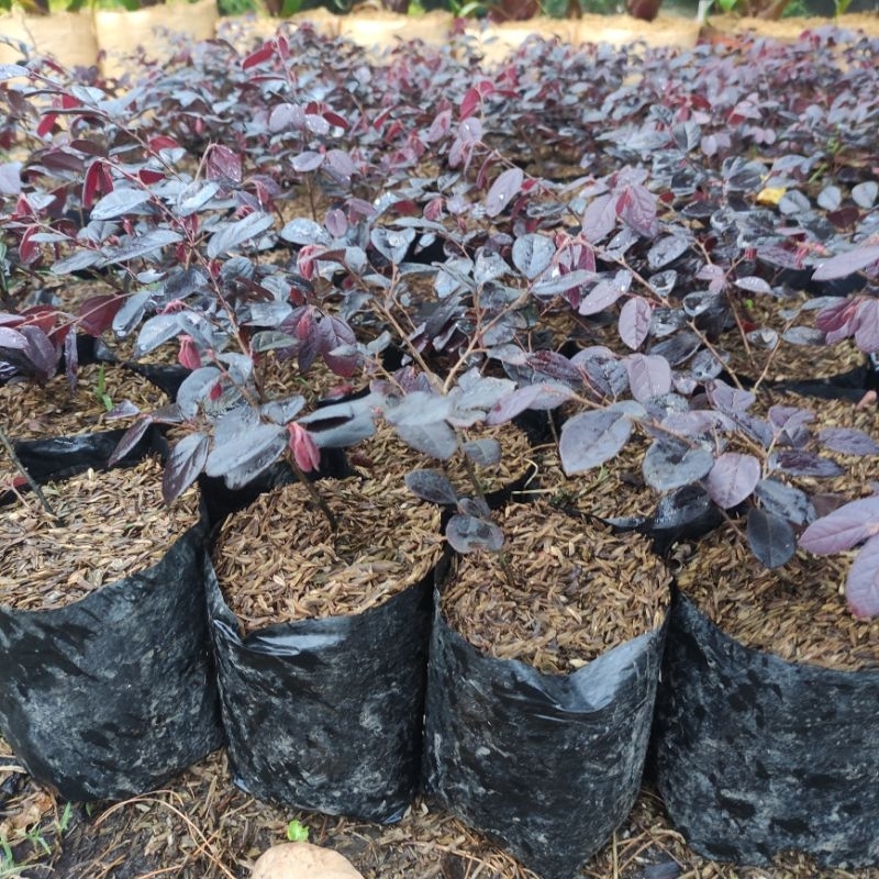 Tanaman Hias Serut Merah Bahan Bonsai