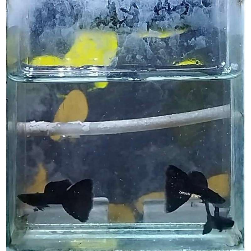 BLACK MOSCOW DELTA TAIL PER TRIO