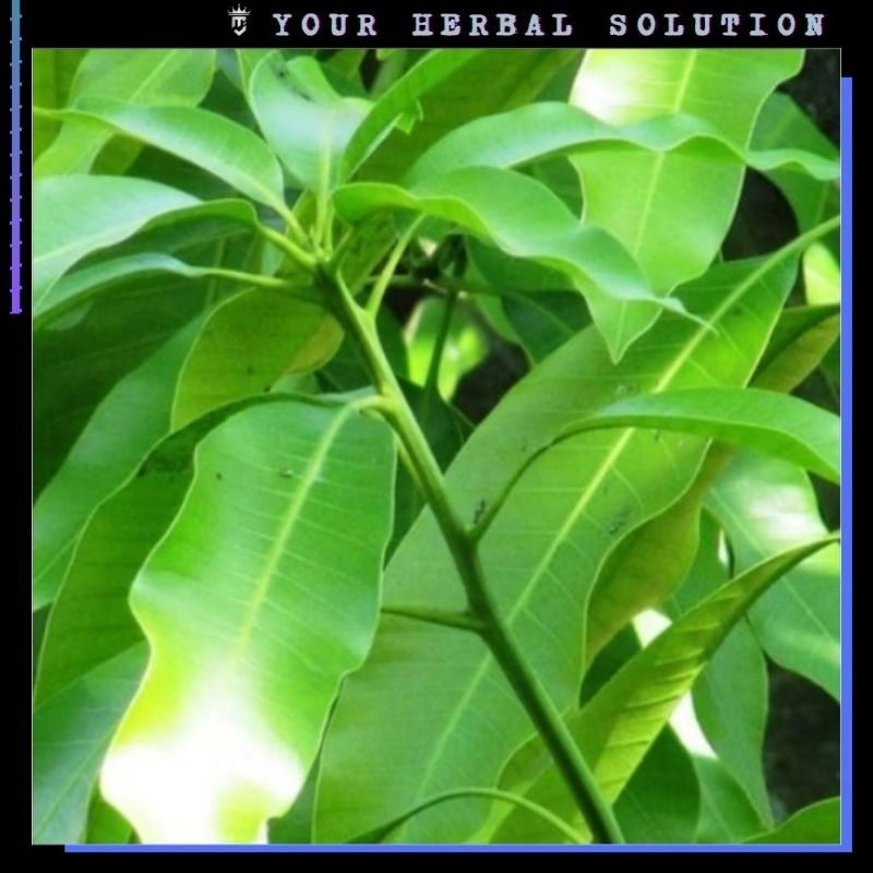 

DAUN MANGGA SEGAR 100GR ~ HERBAL MURAH DI PETIK LANGSUNG SAAT ORDER MASUK.